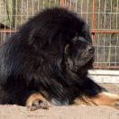 RUBEUS HAGRID Airawata