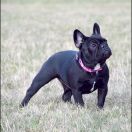 RUBINA Azzurro Tesoro FCI