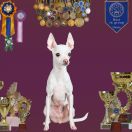 RUSSKIY DZHEKPOT BLONDINKA V ZAKONE