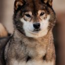 Ryo Kurokiba No Miyajima