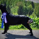 Sailing Team FCI Dragon Dream – Cindy