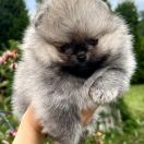 SAILOR MARS the Scarlet Hill