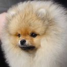 SAILOR MERCURY the Scarlet Hill