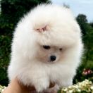 SAILOR VENUS the Scarlet Hill