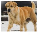 SAMIRAH Z KARAGANDY POLAND FCI