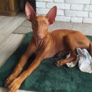 SANTINI PLATINUM MOON