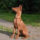 SANTOS PLATINUM MOON