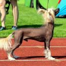 Sasquehanna Koszonom