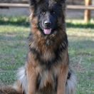 V6(PL) Dila vom Trojangold