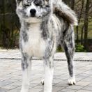 Shigetora Go Fuen No Oka