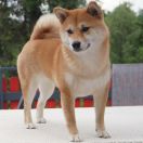 SHIN-YUU SEY MAMORI EDZAKURA