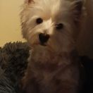 SHIRA Słońce Alaski