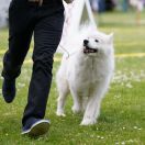 SIERRA SUPER STAR Silver from the North FCI 