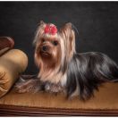 JCh. Silk Paradise DIAMAND