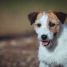 Simply Sweet Amigojack