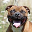 Skilful-dogs Ruby Rubacouri