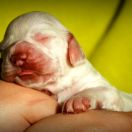 SNOW WHITE Source of Happiness FCI