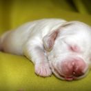 SNOWFLAKE Source of Happiness FCI