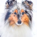 SOMETHING ABOUT CRAZY GIRL Asketila