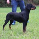 ŚPIEWKA Cnotliwy Nos