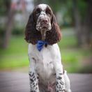 Springberryhills Beamish angel