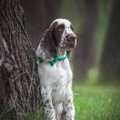 Springberryhills Bear Magic