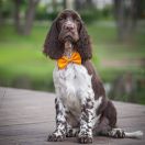 Springberryhills Braun elf