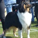 STARCCOLIE AGA (FCI)