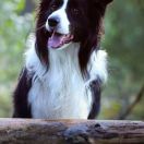 STARLIGHT IN SAN MARINO Clan Fair Play