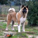  Stecal's JUST DIVINE