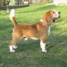 SUNNY SIMPATICA Pocket Joy