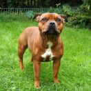 SUPRA VIRES Enamorada