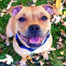 Sweet Smile Staff ( FCI ) AISZA