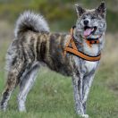 TAIRA GO Pinku No Yuki