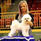 Tauro SIRENA (BETTY) 