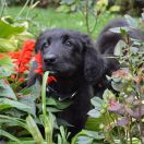 TEDDY HOOLIGANOWE SMOKI