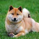 Tenshi z Lasów Godzieskich