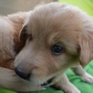 TEO HOOLIGANOWE SMOKI