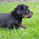 THEA HOOLIGANOWE SMOKI