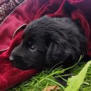 TIA HOOLIGANOWE SMOKI