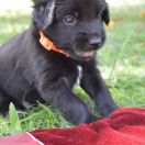 TIMI HOOLIGANOWE SMOKI