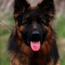 TIREX z Trojańskiego Lasu