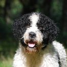 TODDINI VIKING EXPRESS