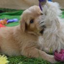 TOFFIK HOOLIGANOWE SMOKI