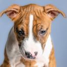 TOOTHLESS Because of Crazy Time