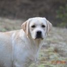 TOWER OF DREAM HERBU ZADORA