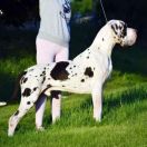 TUPET Obrowska Tradycja 