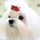 Twinkle White Star’s ORIENTAL PRINCESS – „PRINCESS&r