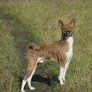 U'Junior z Klanu Łobuzów FCI