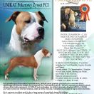 UNIKAT Pokerowy Żywot FCI